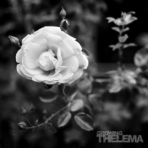 THELEMA "Growing" (Cine 08) LP